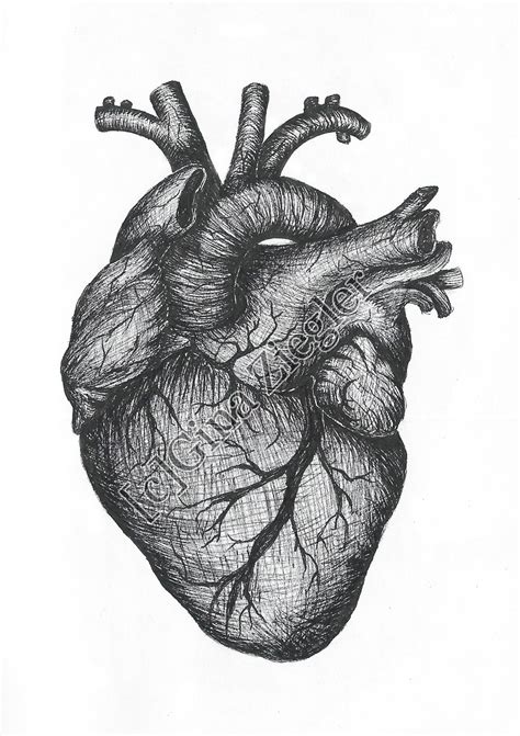 Anatomical heart drawing | Clipart Panda - Free Clipart Images