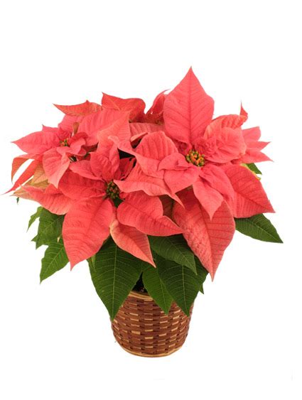 Pretty in Pink Poinsettia Blooming Plant in Blue Earth, MN - GARTZKE'S ...