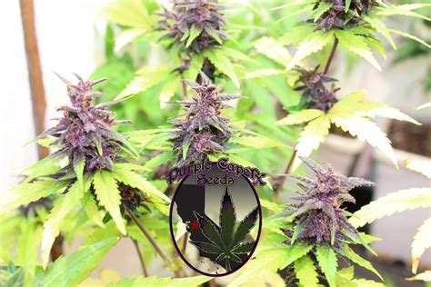 Purple Runtz Cake Auto (F) – Cannabis Seeds for Sale | North Atlantic ...