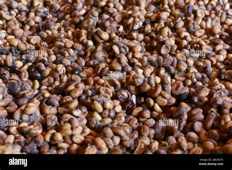 Weasel feces with embedded coffee beans Stock Photo - Alamy