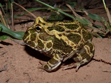 CRANWELL´S HORNED FROG Ceratophrys cranwelli FAUNA PARAGUAY