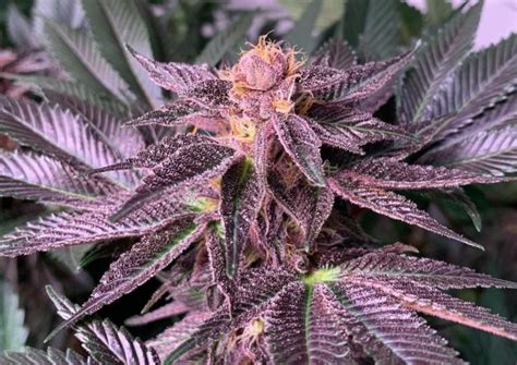 Black Cherry Feminized Seeds | The Seed Fair