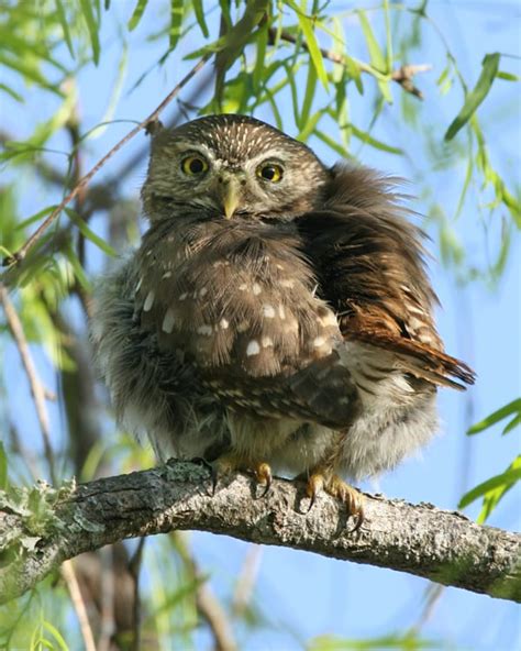 Ferruginous Pygmy-Owl | Birdspix