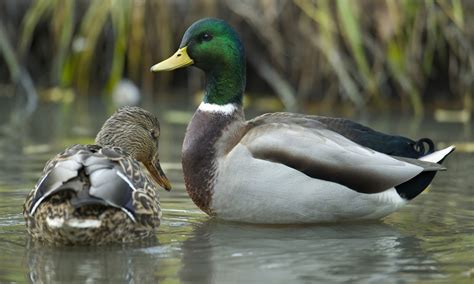 Mallard Duck | HD Wallpapers (High Definition) | Free Background