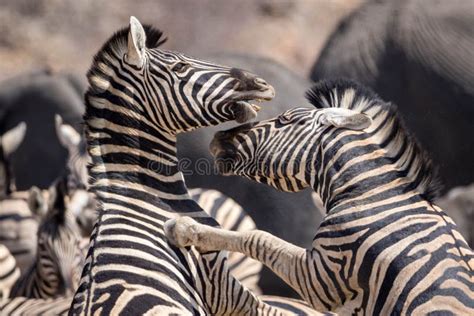 Zebras fighting stock photo. Image of animals, action - 14895466