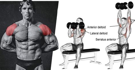 Arnold Press Vs. Dumbbell Shoulder Press – Which One Should You Do ...