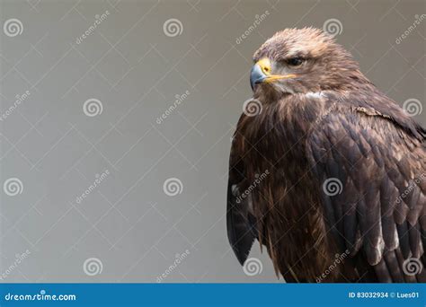 Steppe eagle stock photo. Image of forest, arabian, beak - 83032934