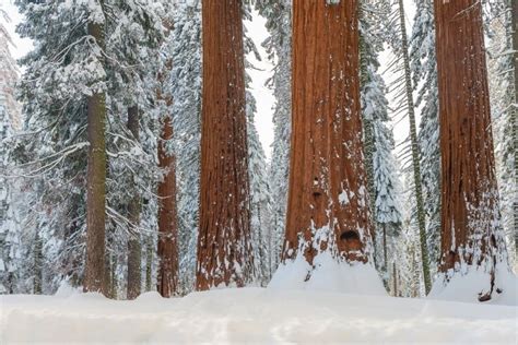 Best Time to Visit Sequoia National Park - As We Travel | Travel the World