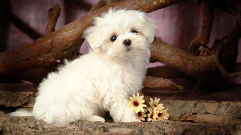 Cute Maltese Wallpapers - Top Free Cute Maltese Backgrounds ...