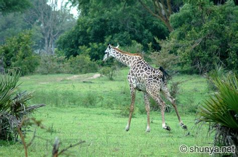 Animals Kingdom, pets gallery: Giraffes family Giraffidae