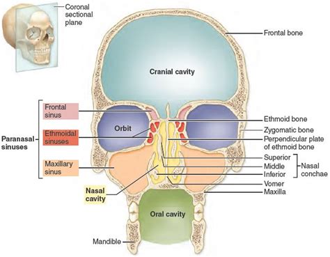 8.3 Major Cavities of the Skull. | Paranasal sinuses, Human anatomy and physiology, Sinusitis