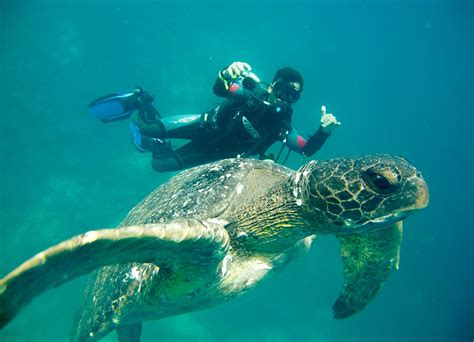 Bucear en Galápagos: ¿cómo elegir la mejor opción para mi?