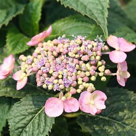 'Blue Billow' Mountain Hydrangea - Grown By Overdevest