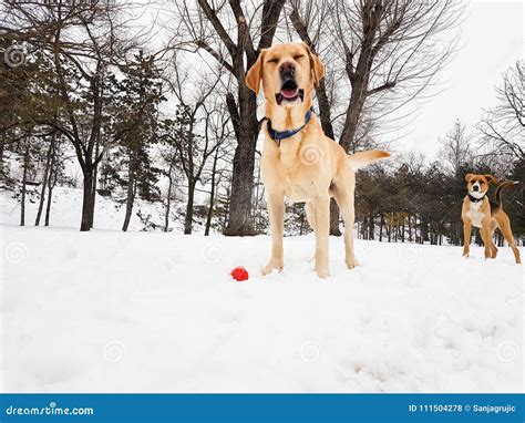 Labrador dog at snow stock photo. Image of outdoors - 111504278