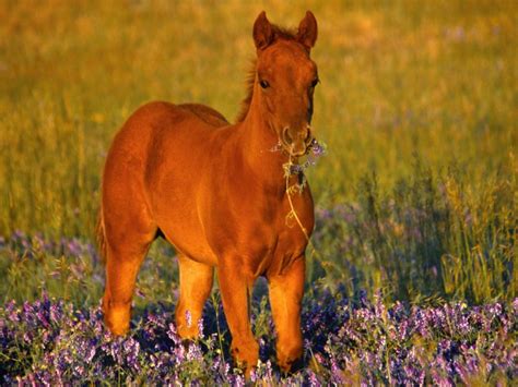 Cute Foal Horse Wallpaper - Free Cute Downloads