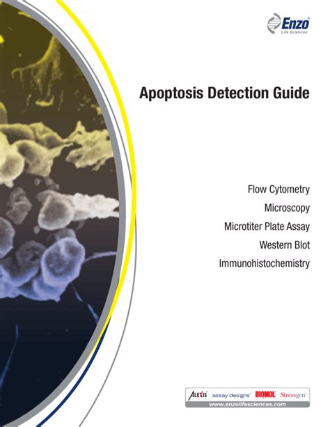 Apoptosis Detection Guide