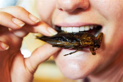 Edible insects as alternative protein: Consumer perceptions explored