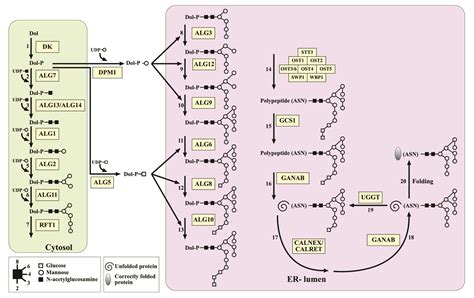 IJMS | Free Full-Text | Genes Involved in the Endoplasmic Reticulum N-Glycosylation Pathway of ...