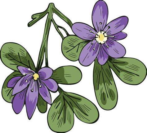 7,500+ Drawing Of Exotic Purple Flower Illustrations, Royalty-Free Vector Graphics & Clip Art ...