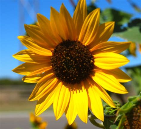 Sunflower - Kansas State Flower | Kansas | Pinterest | Flower, US states and Sunflowers