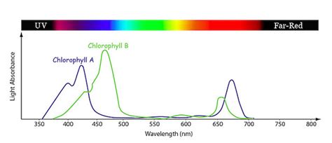 Difference Between Chlorophyll A and B | Definition, Characteristics ...