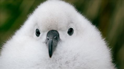 Fluffy Chicks are Blown From Their Nests in Antarctic Storms | Seven Worlds, One Planet | BBC ...