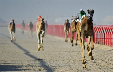 Robots, Not Jockeys Ride Camels in the 12th Annual International Camel Race in Kuwait | IBTimes