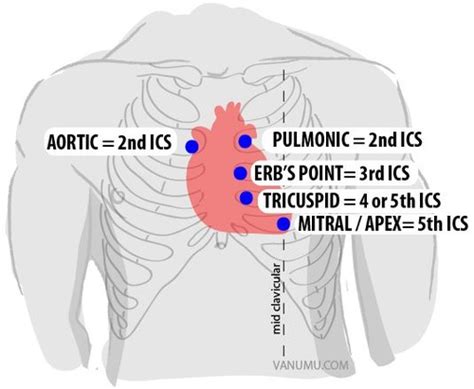 Cardiac Auscultation Locations Flashcards | Quizlet