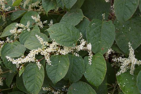 Japanese knotweed - Invasive Species Council of British Columbia