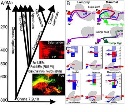 Frontiers | Evolution and Development of the Inner Ear Efferent System: Transforming a Motor ...