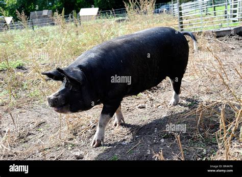 Large black pig hi-res stock photography and images - Alamy