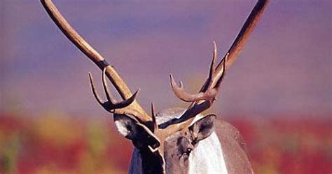 Woodland caribou habitat destroyed, caribou facing unknown future | Wilderness Committee