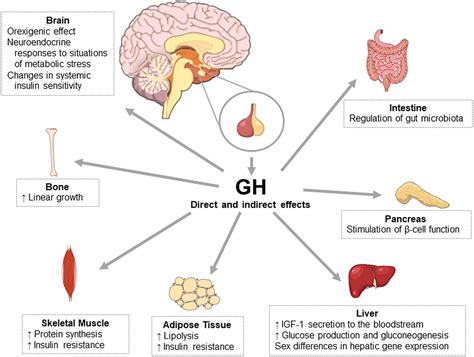 Understanding the role of growth hormone in situations of metabolic stress in: Journal of ...