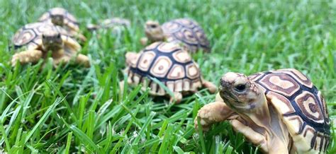 Leopard Tortoise Indoor Enclosure