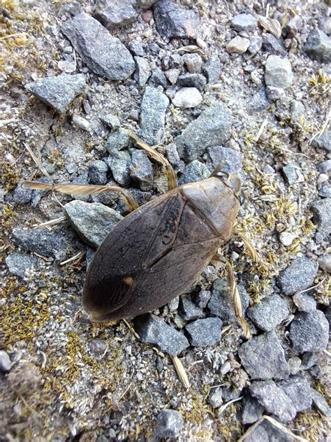 Belostoma flumineum from Belleville, ON K8N 4G8, Canada on September 30 ...