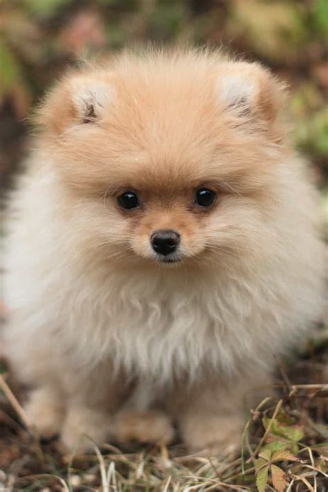 15 Most Beautiful Dog Breeds In the World | Your Dog Advisor