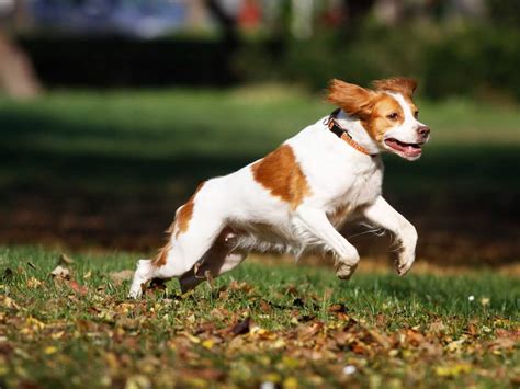 Are Brittany Spaniels Hard to Train? Trainability Analysis