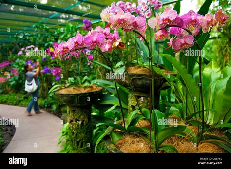 Orchids in a greenhouse in the National Orchid Garden in the Botanic Stock Photo: 47654264 - Alamy