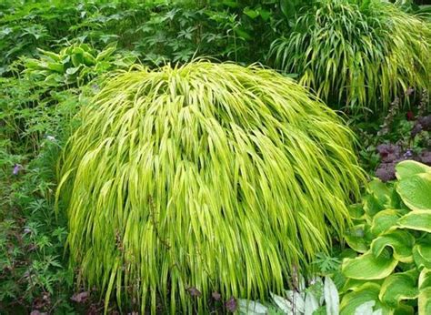 some very pretty green plants in the grass