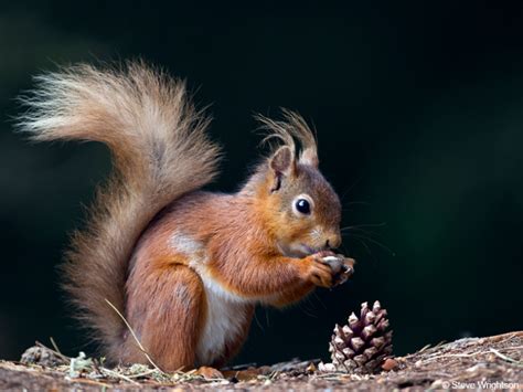 Conservation - Red Squirrels United