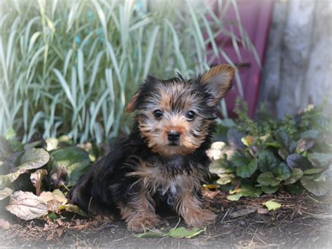 Yorkshire Terrier Puppies For Sale | Millersburg, OH #278182