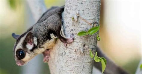 Sugar Glider Behavior - AnimalBehaviorCorner