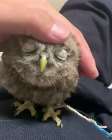 Owls Of The Day on Instagram: “🦉😍😍 Follow @owlsoftheday for more Video By 📷 @a.satoudesu44 Tag ...