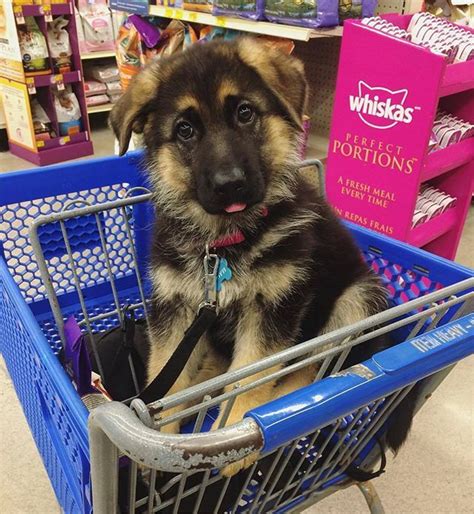 a german shepherd puppy sitting in a shopping cart
