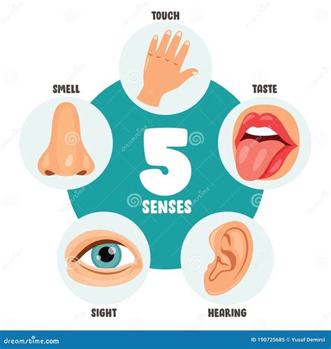 Five Senses Concept with Human Organs Stock Vector - Illustration of sight, eyesight: 190725685