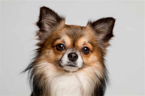 7 Types of Chihuahuas: From Short-Haired to Apple-Headed!
