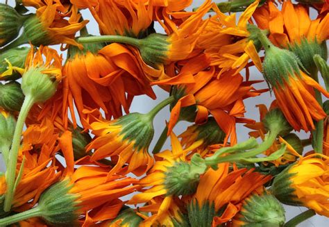 Free stock photo of aromatherapy, beautiful flowers, calendula