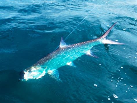 Tarpon Fishing Costa Rica - Book Your World-Class Tarpon Fishing Trip