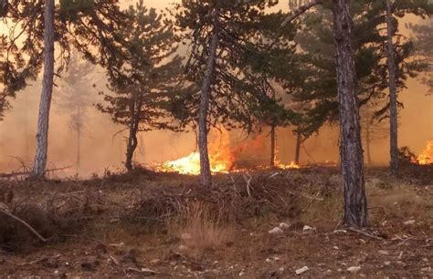 Forest fire breaks out in Ankara