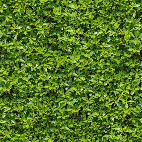 Premium Photo | Seamless Tileable Texture of Green Bush.